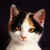 :iconxsunnygirl83w: