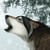 :iconxteenwolf: