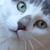 :iconxthistlepath: