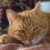 :iconxtreme-shinohara: