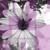 :iconxtwistedfairyx: