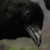 :iconxtwistedsocietyx: