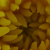 :iconxumbrae: