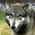 :iconxwolvesgirl: