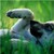 :iconxx-okami-xx: