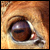 :iconxxamaranth: