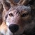 xxangelkittycatxx :iconxxangelkittycatxx: