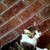 :iconxxblack-icexx:
