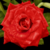 XxCookie-FreakxX :iconxxcookie-freakxx: