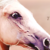 :iconxxcrisis: