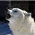 :iconxxcrystalthewolfxx: