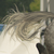 :iconxxfalconfeather: