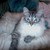 :iconxXFeatherchildXx: