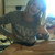 :iconxxhannahbriellexx: