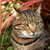 :iconxxhawkpoolxx: