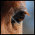 :iconxxhorseback: