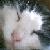 :iconxxice-kittenxx: