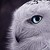 :iconxxintricate: