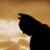 :iconxxlion-heartxx: