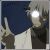 :iconxxlittlebirdyxx: