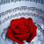 :iconxxmaydayparadexx: