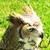 :iconxxowl: