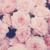 xXRosaNebulaXx :iconxxrosanebulaxx: