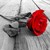 :iconxxscarletpassionxx: