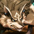 :iconxxshadowpurplelinkxx: