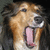 :iconxxsheltieprincessxx:
