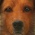 :iconxxsurvivorsxx: