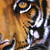 :iconxxtigerpunkxx: