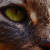 :iconxxtoprotectxx: