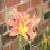 :iconxxunderis3310: