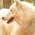 :iconxxx-wolf-xxx: