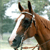 :iconxxxhorseloverxxx: