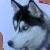 :iconxxxhuskiesrulexxx: