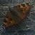 :iconxxxkiller-carrotxxx: