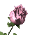 :iconxxxnobuxxx: