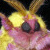:iconxxxtorahamu-chanxxx: