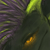 :iconxydove: