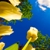 :iconxyraxerus: