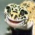 :iconxzet2: