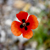 :iconxzyangphoto: