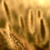 :iconyael-shelach: