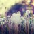 :iconyalae: