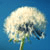 :iconyalshidphotos: