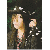 :iconyamiblood: