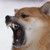:iconyamiska: