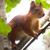 :iconyangaroo: